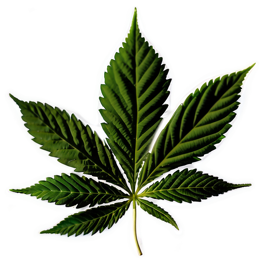 Cannabis Indica Leaf Png 41 PNG
