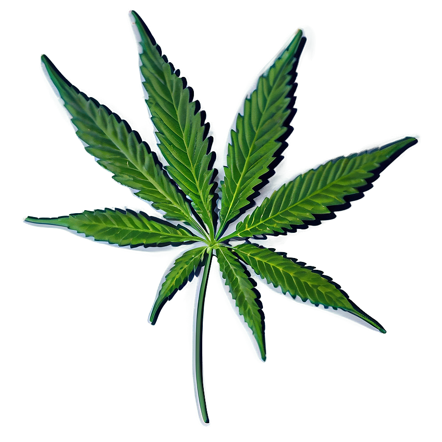 Download Cannabis Indica Leaf Png 98 | Wallpapers.com