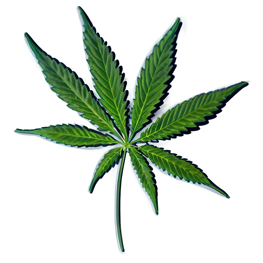 Cannabis Indica Leaf Png 98 PNG