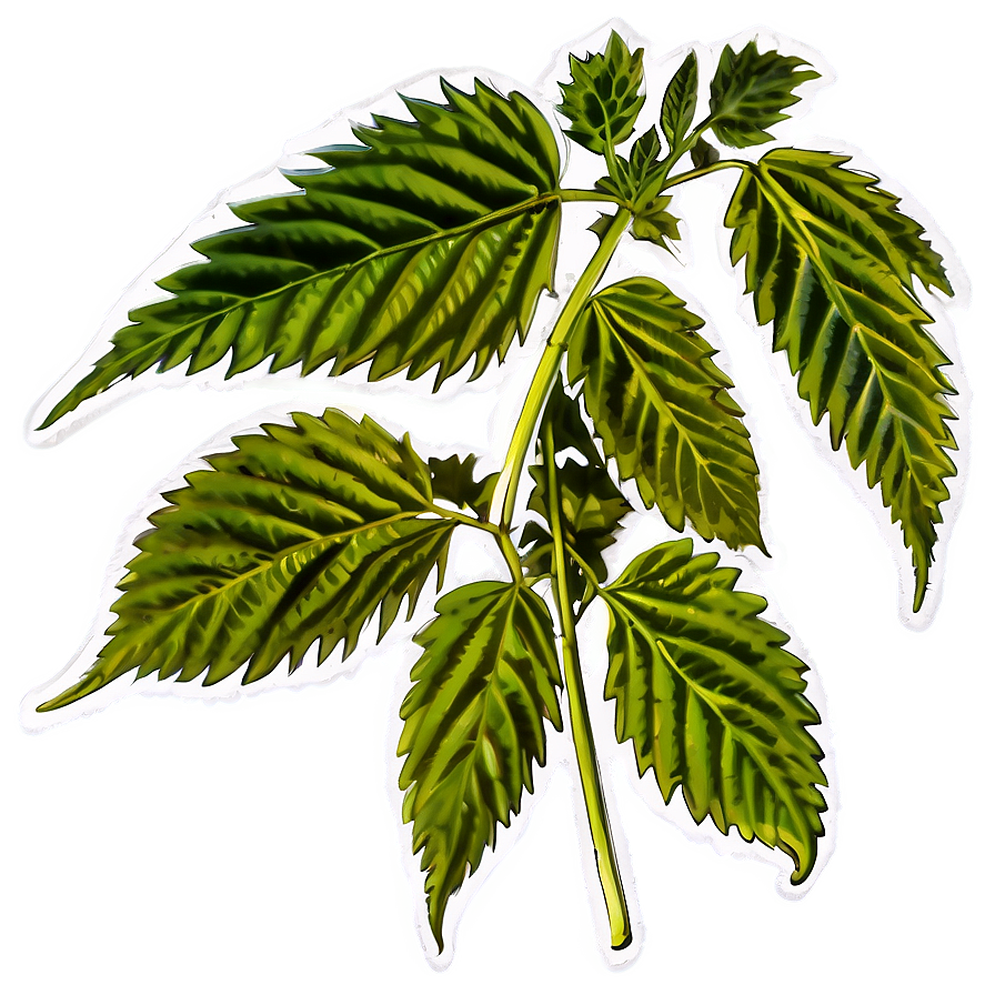 Download Cannabis Indica Leaf Png Ykb66 | Wallpapers.com