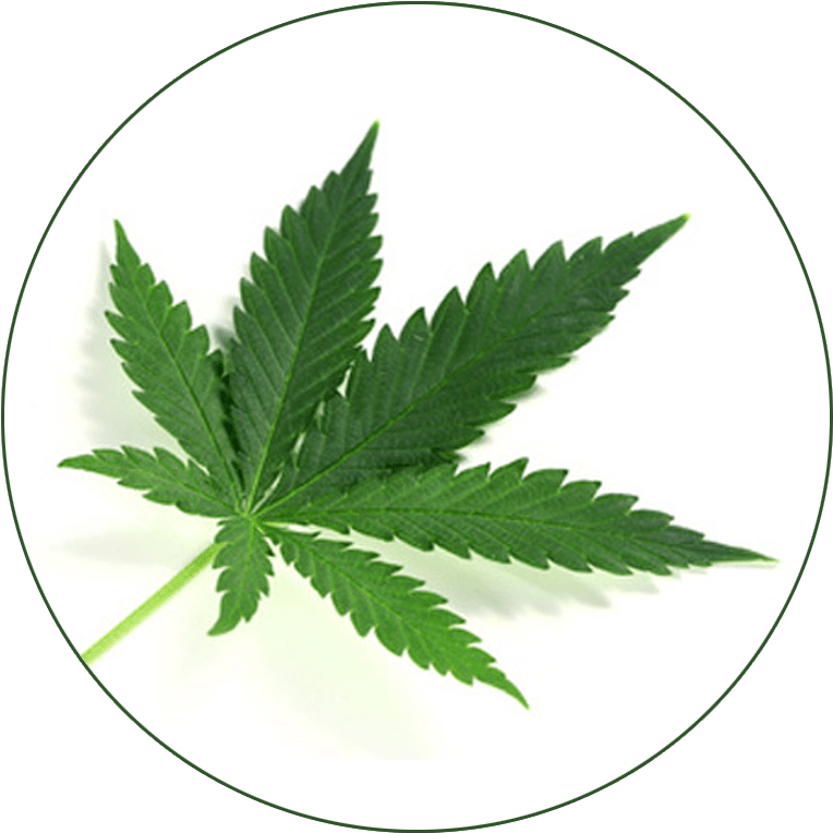 Cannabis Leaf Circle Background PNG