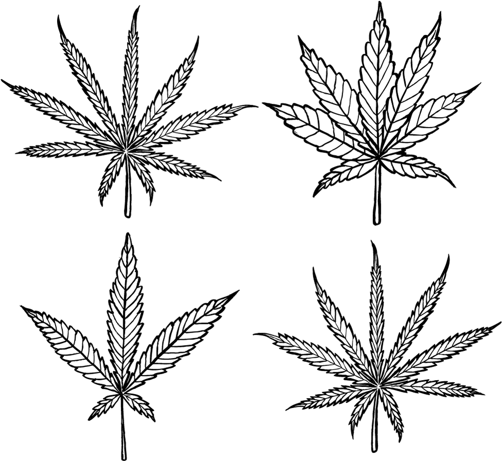 Cannabis Leaf Illustration Set PNG