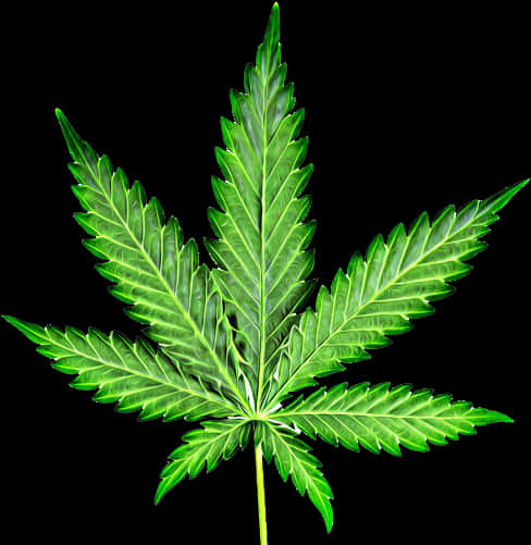 Cannabis Leaf Isolated Background PNG