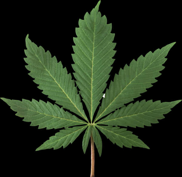 Cannabis Leaf Isolated Black Background PNG