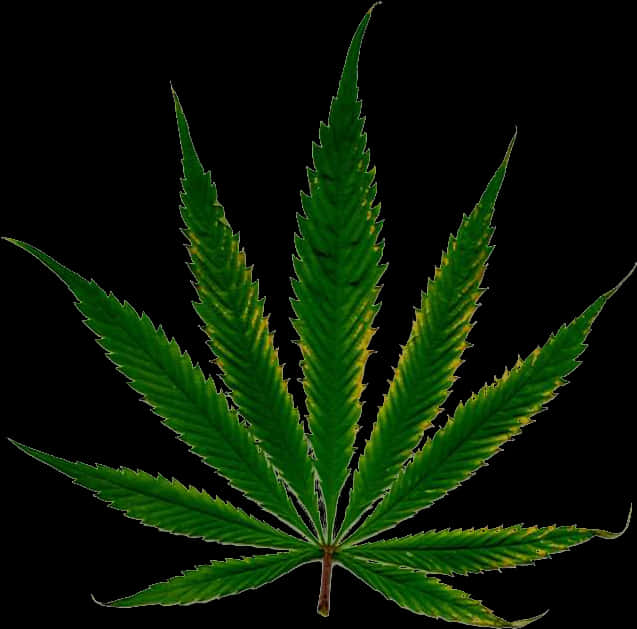 Cannabis Leaf Isolated Black Background PNG