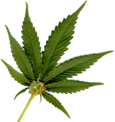 Cannabis Leaf Isolated.png PNG