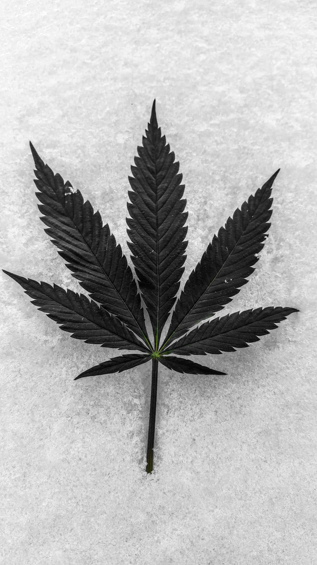 Cannabis Leaf On An Icy Surface Wallpaper