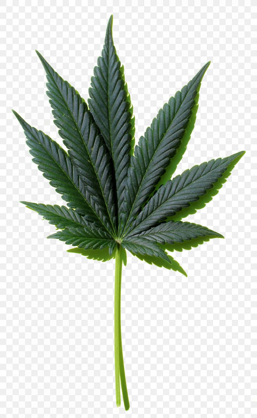 Cannabis Leaf On Transparent Background Wallpaper