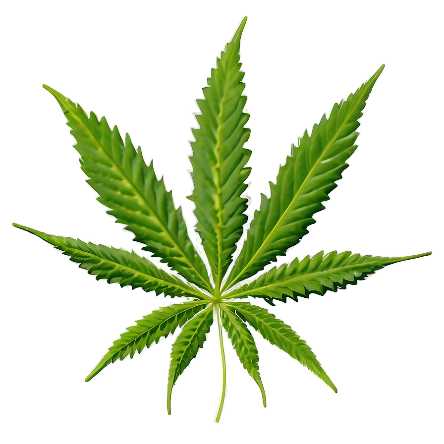 Download Cannabis Leaf Pattern Png Lfb29 | Wallpapers.com