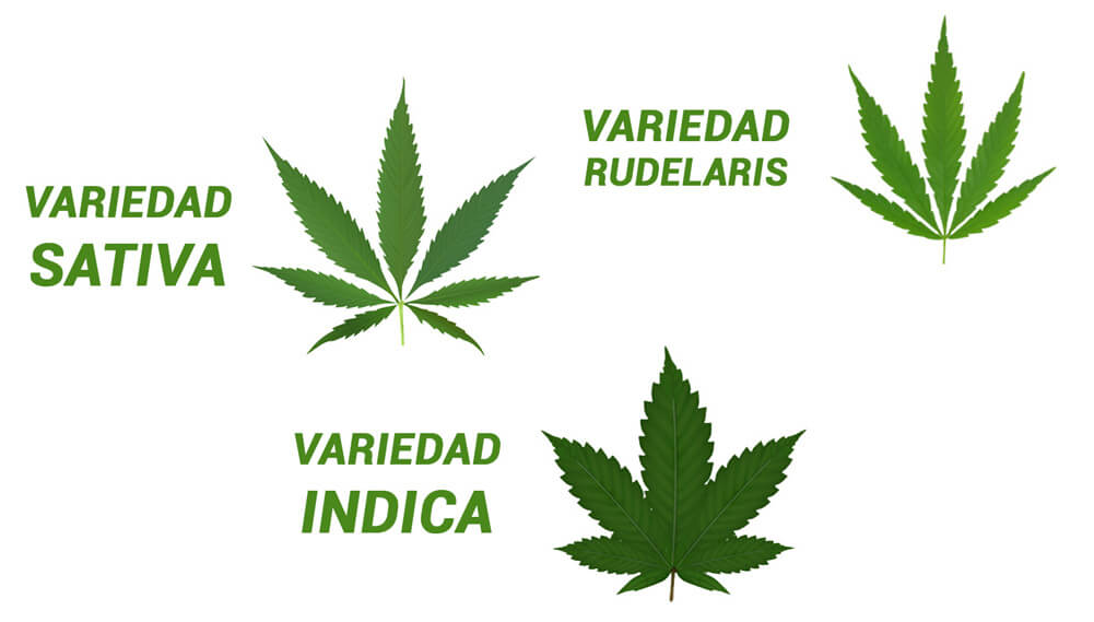 Cannabis Leaf Varieties PNG