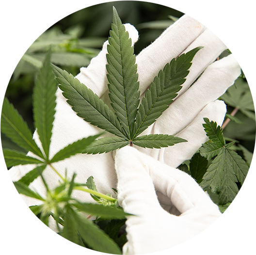 Cannabis Leaf White Gloves Handling PNG