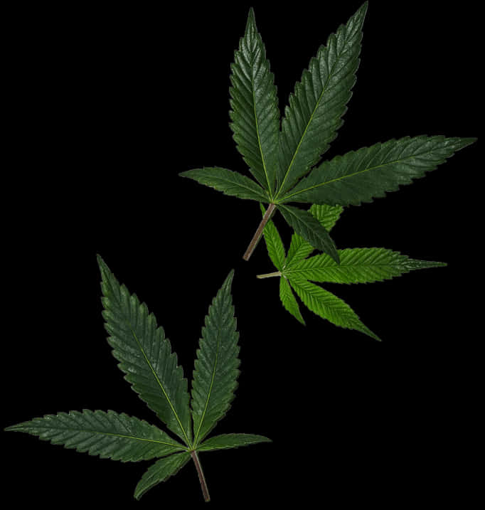 Cannabis Leaves Black Background PNG
