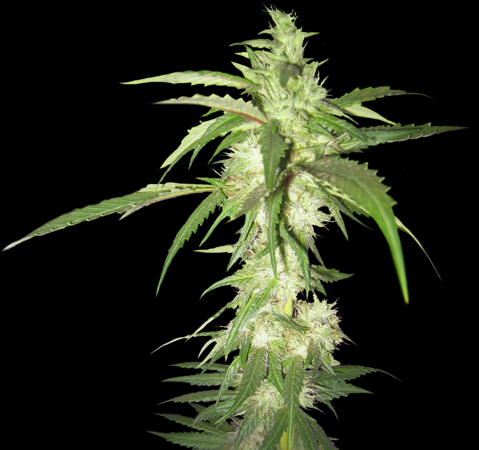 Cannabis Plant Black Background.jpg PNG