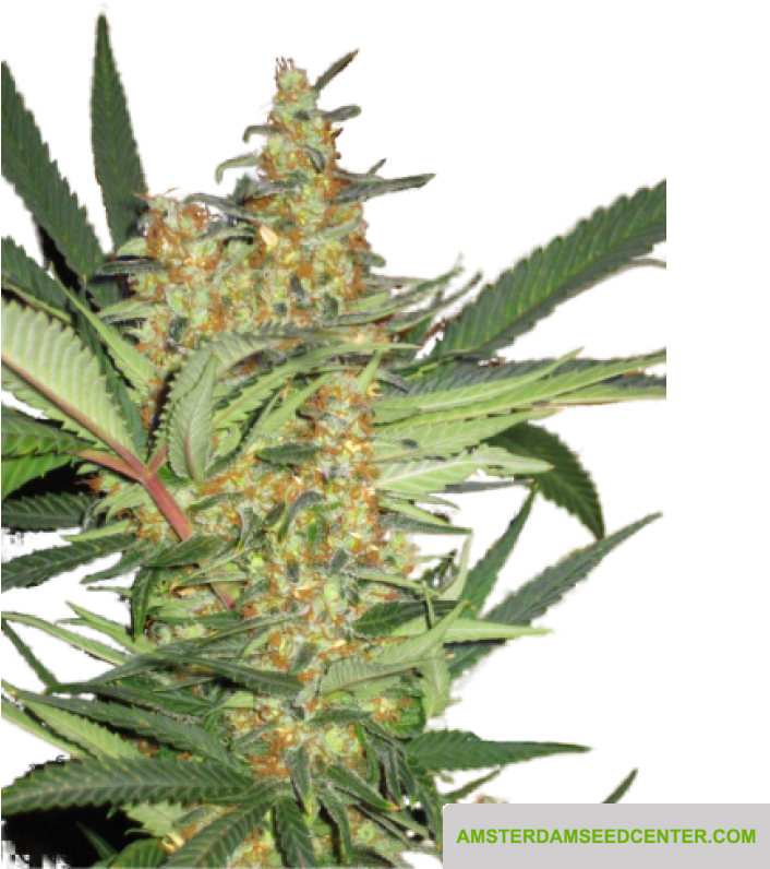 Cannabis Plant Closeup PNG