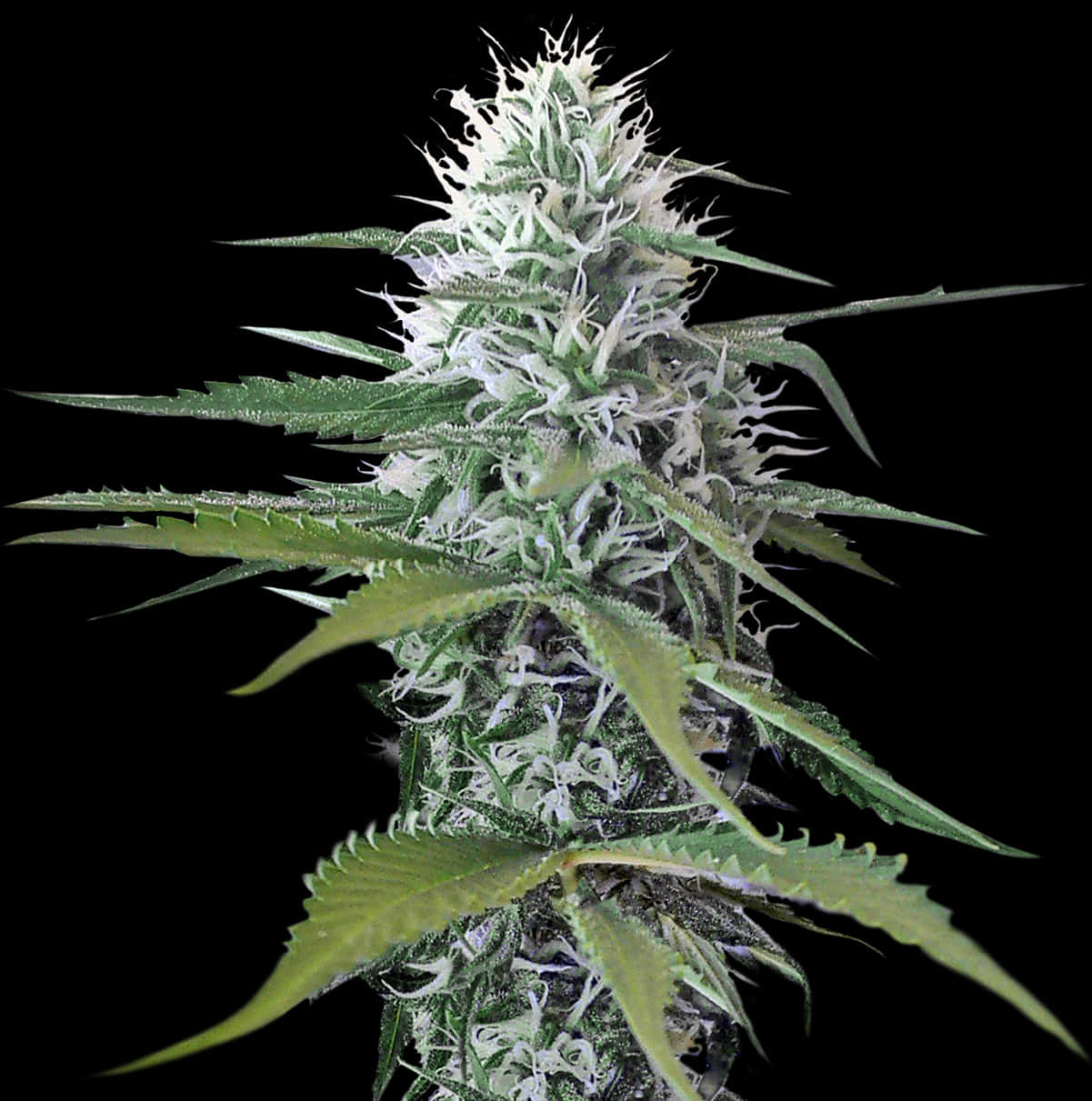 Cannabis Plant Closeup.jpg PNG