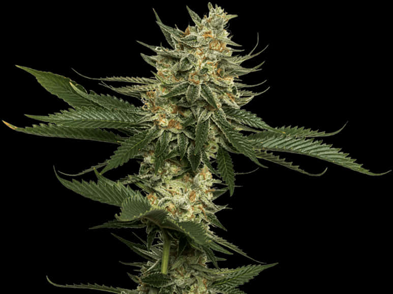 Cannabis Plant Closeup PNG