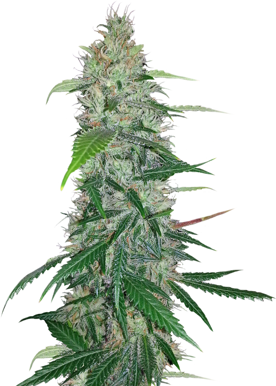 Cannabis Plant Closeup PNG