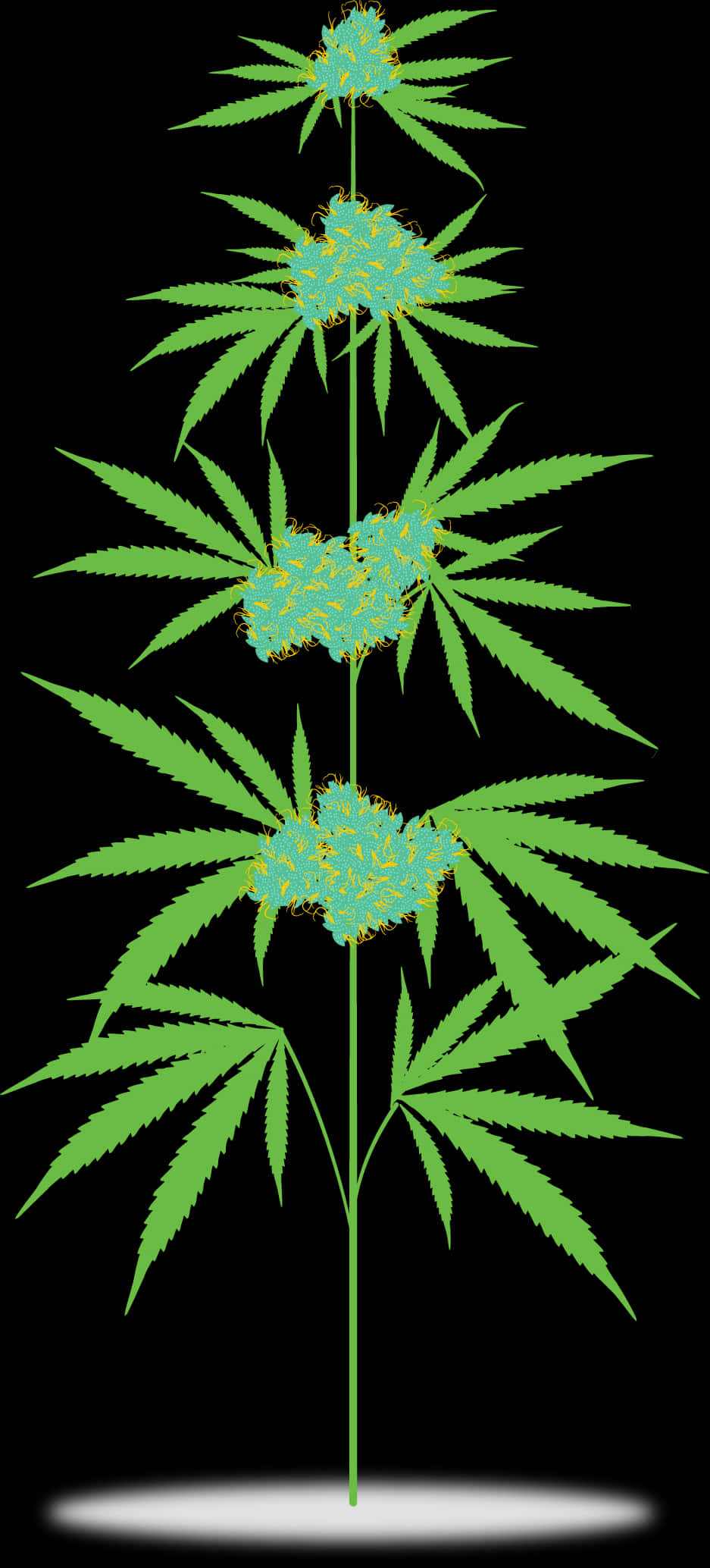 Cannabis Plant Illustration PNG
