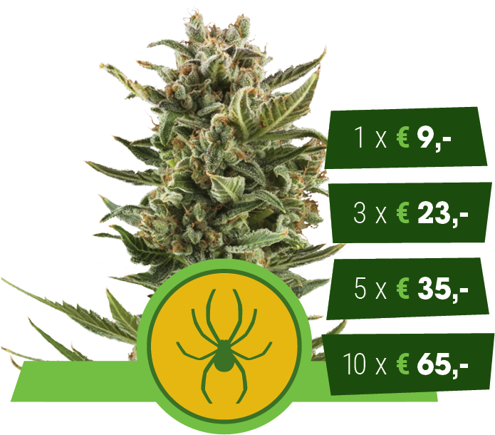 Cannabis Price List Spider Logo PNG
