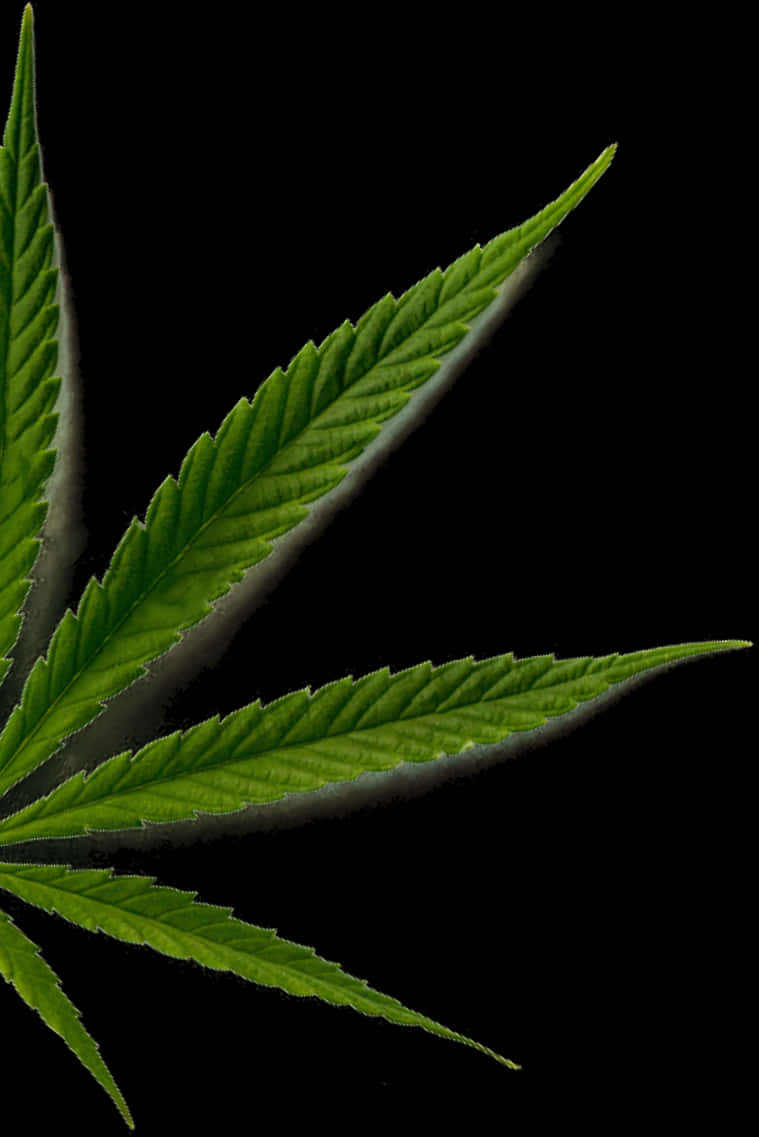 Cannabis Sativa Leaf Closeup.jpg PNG