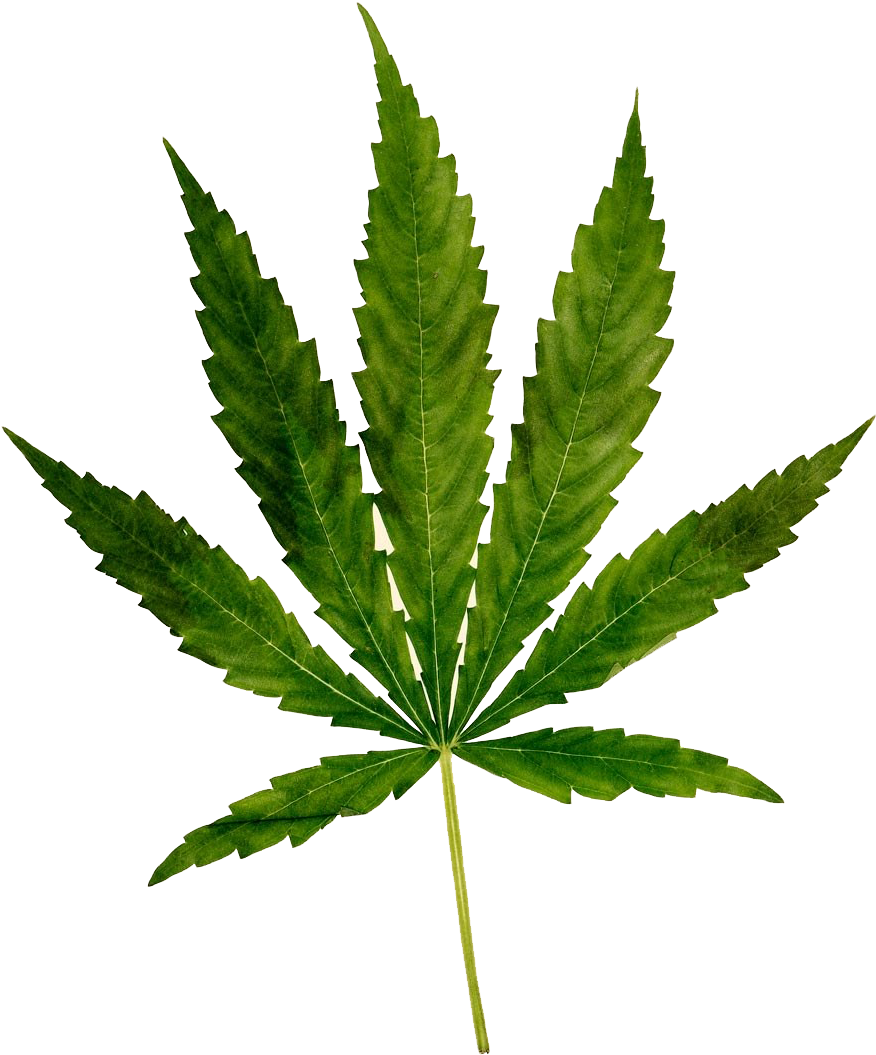 Download Cannabis Sativa Leaf.png | Wallpapers.com