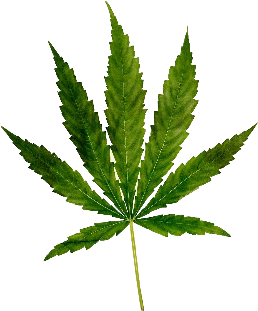 Cannabis Sativa Leaf.png PNG