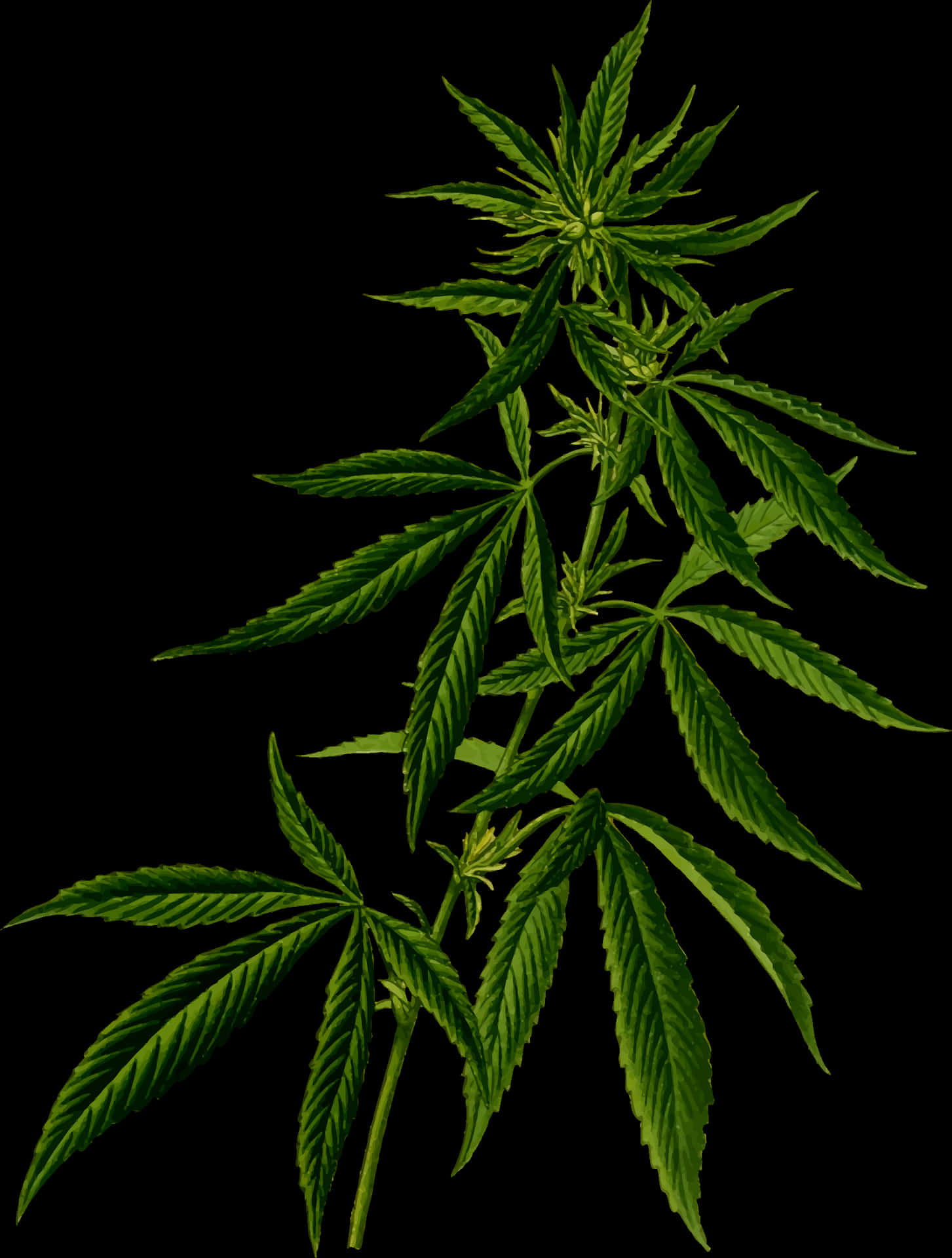 Cannabis Sativa Plant Black Background PNG