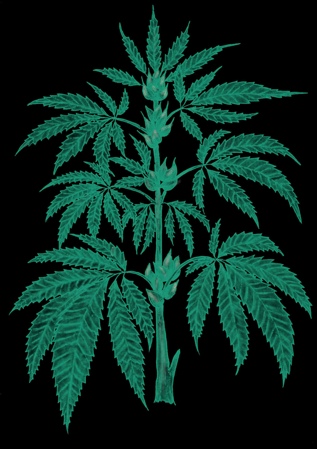 Cannabis Sativa Plant Leaves.jpg PNG