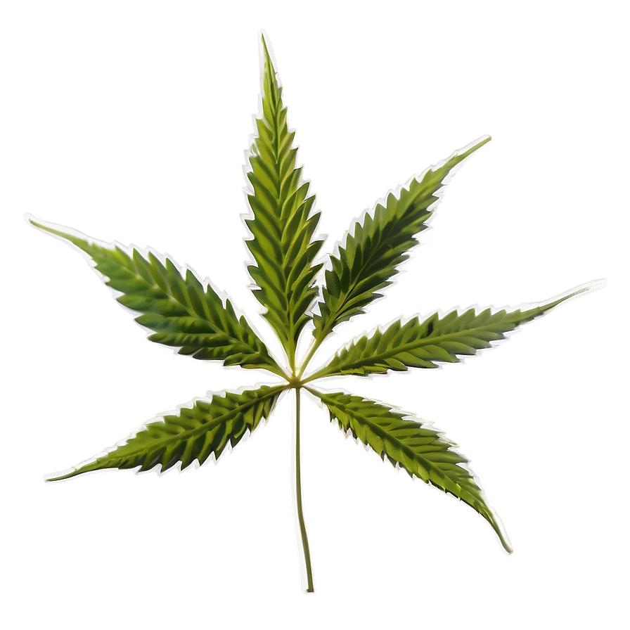 Cannabis Sativa Plant Png 14 PNG