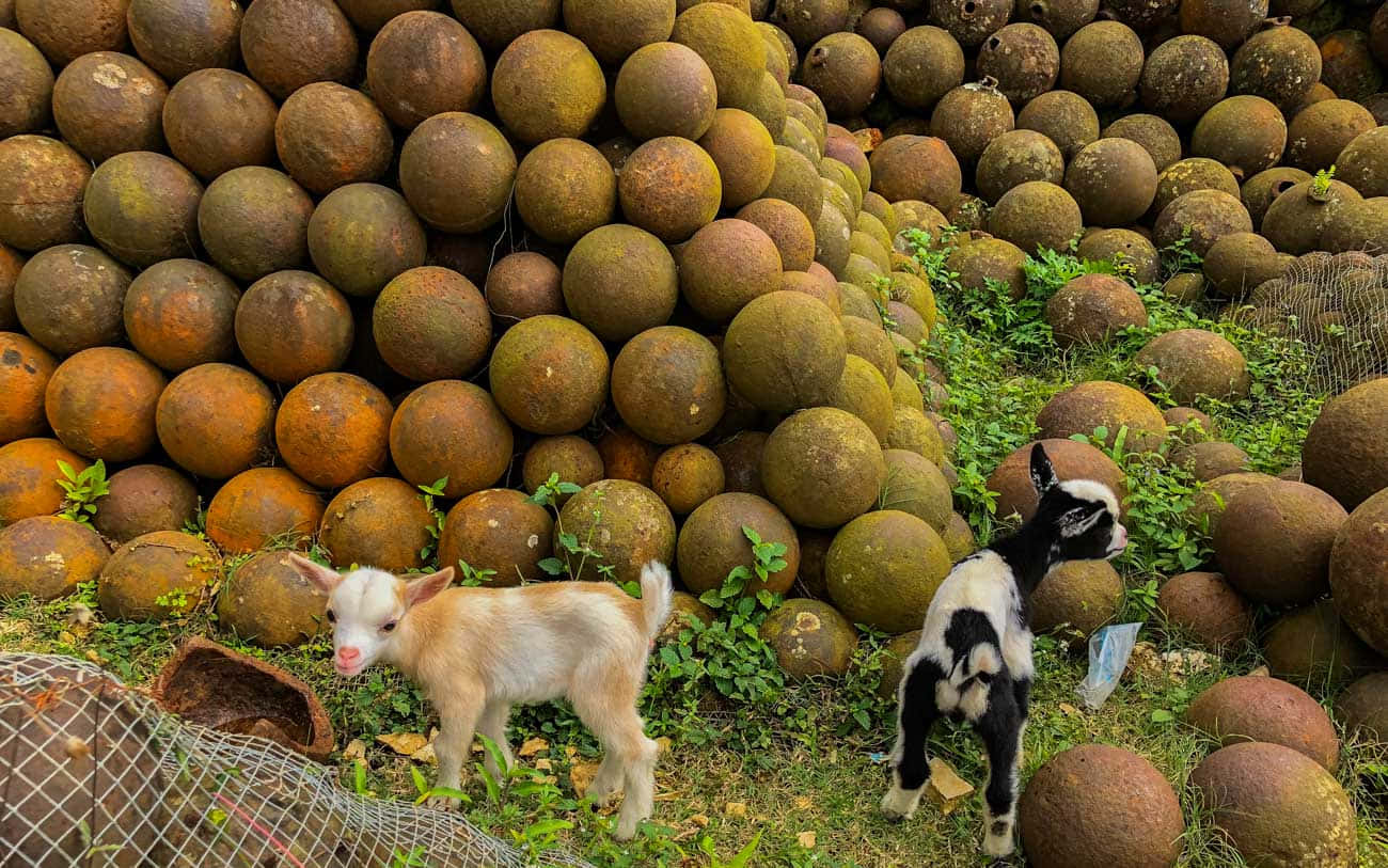 Cannonballs And Goats At Citadelle Laferriere Wallpaper
