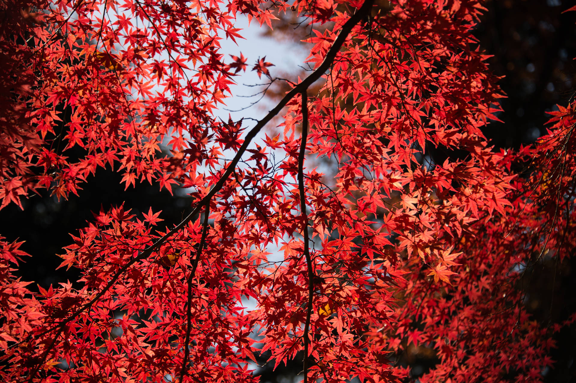 Canopy Of Maples Leaves Wallpaper
