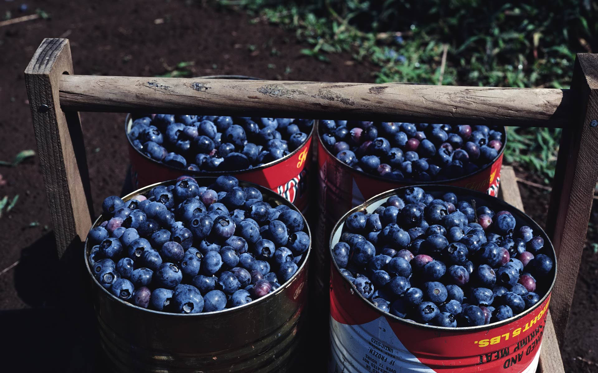 Cans Of Blueberries Wallpaper