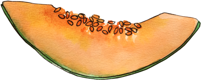 Cantaloupe Slice Illustration PNG