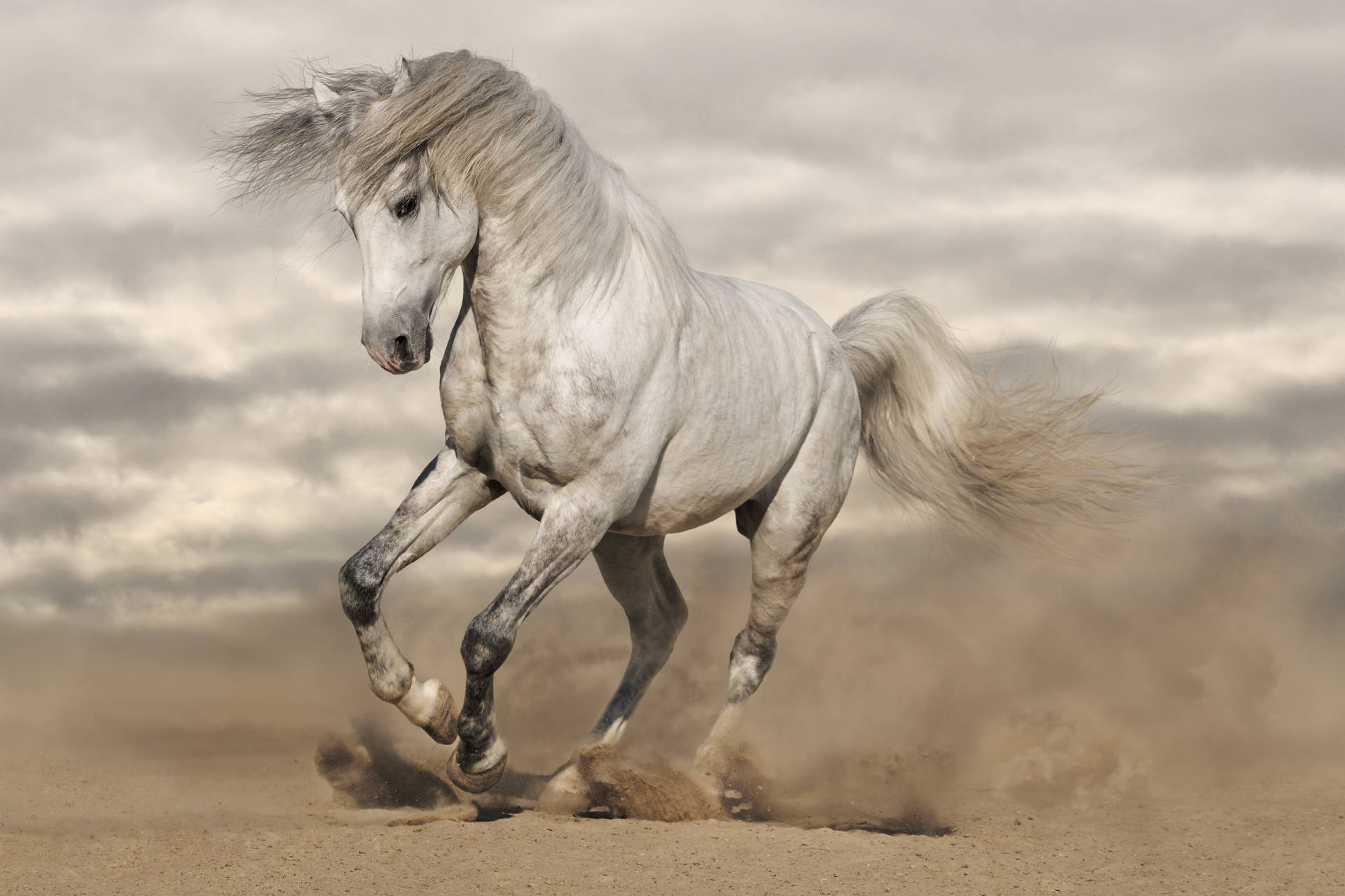 A white horse canters through the desert. Wallpaper