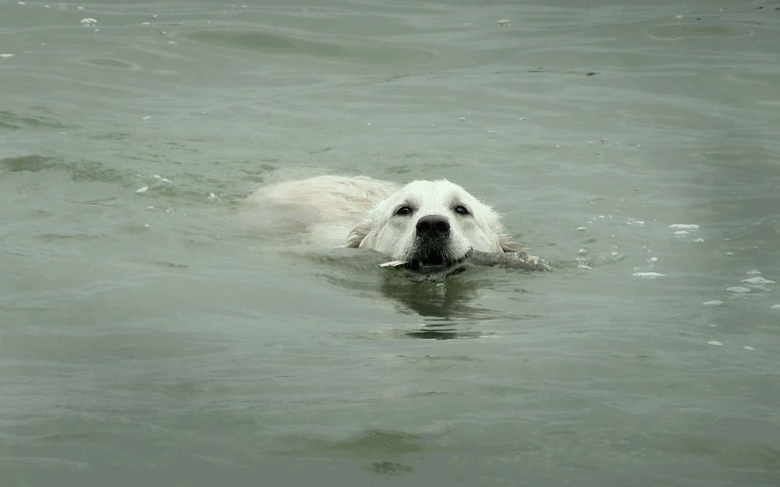 Cap: A Vibrant Tableau Of A Dog Enjoying A Refreshing Swim Wallpaper