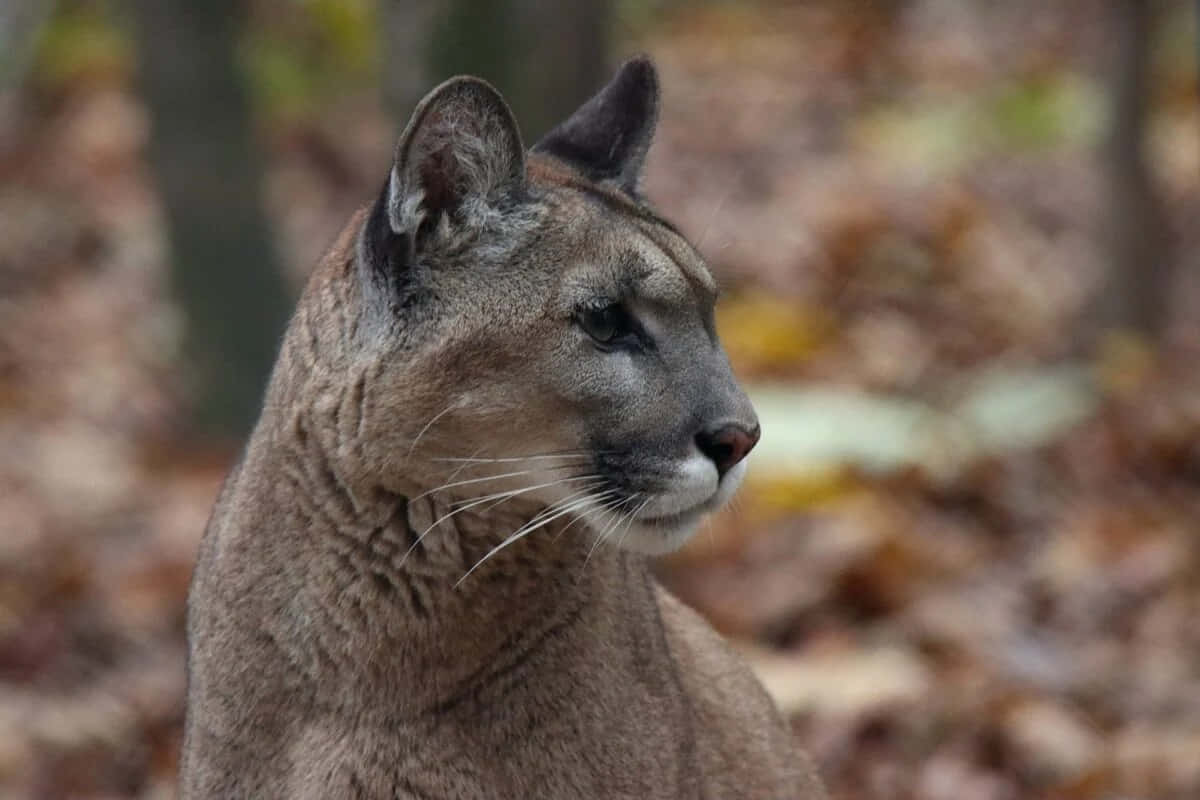 Download Cougar wallpapers for mobile phone free Cougar HD pictures