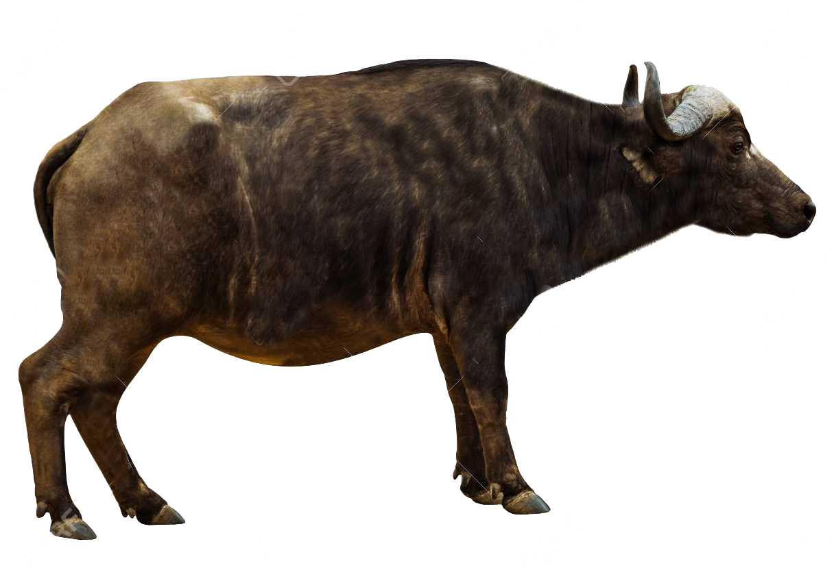 Cape Buffalo Side View PNG