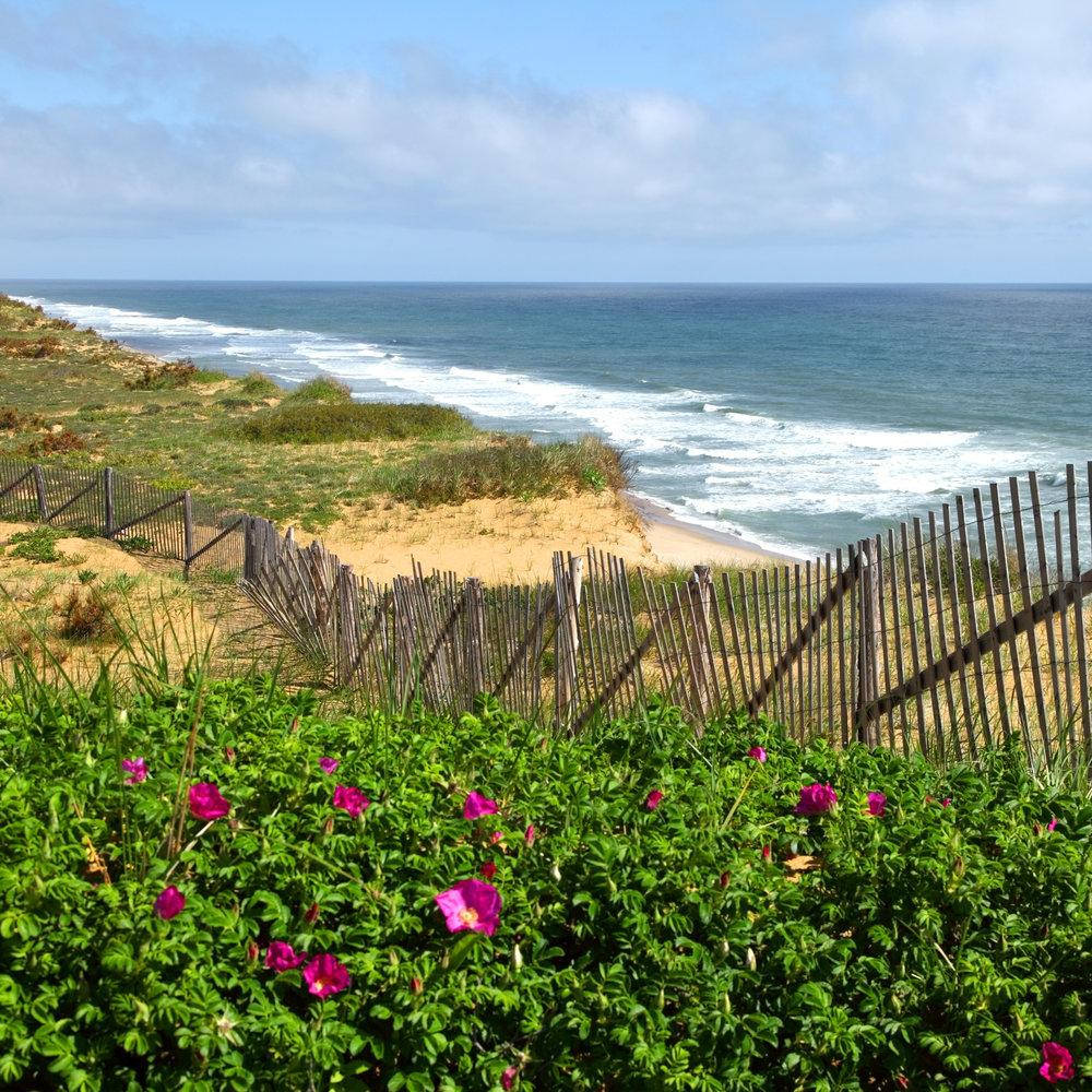 Floresde Cape Cod Junto A La Cerca Fondo de pantalla