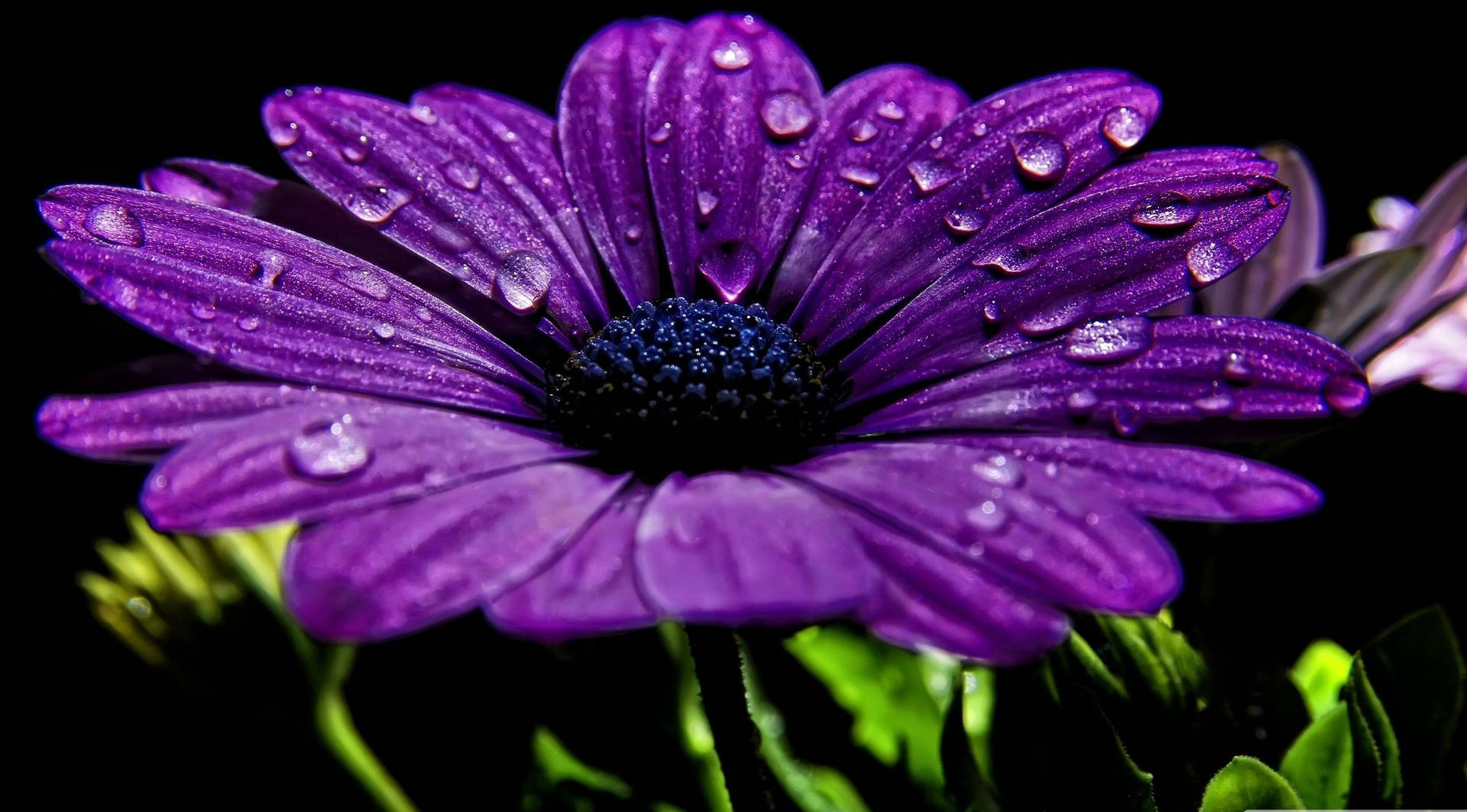 Cape Marguerite Purple Flowers Macro Shot Background