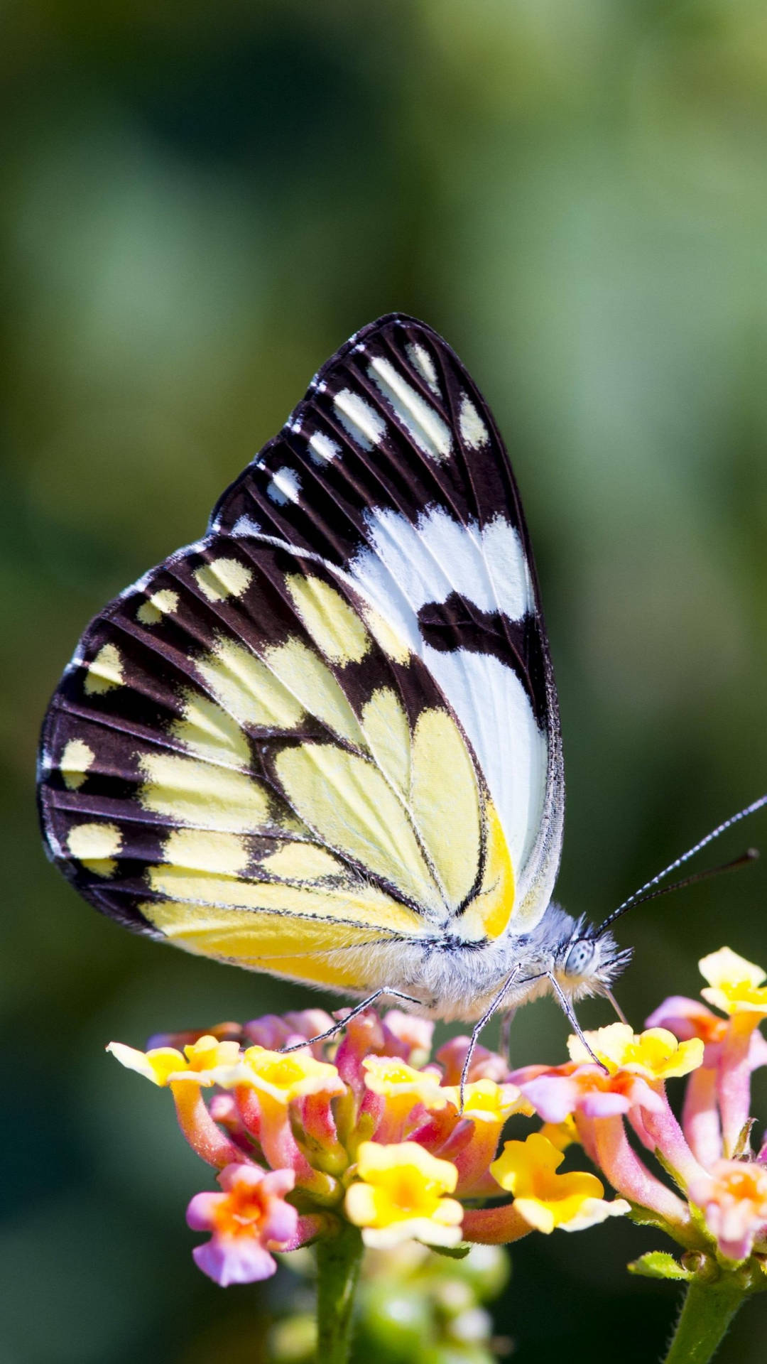Mariposacaper White En Una Flor Fondo de pantalla
