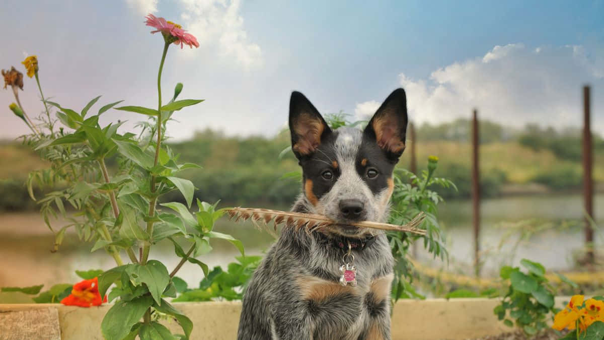 Caption: A Bright-eyed Intelligent Dog Looking Ahead Wallpaper