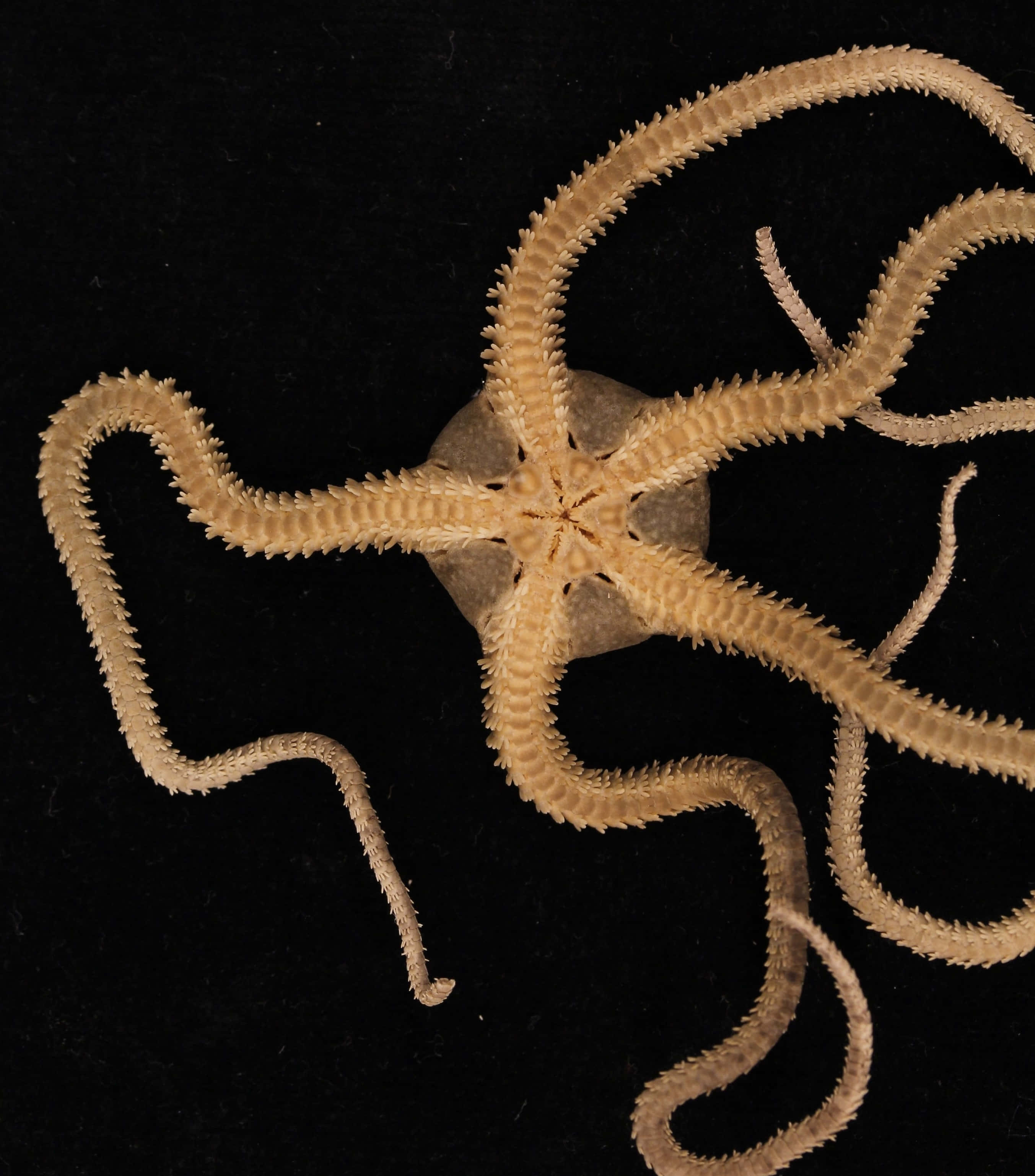 Caption: A Brittle Star Revealing Its Dynamic Colors Against A Deep-sea Background. Wallpaper