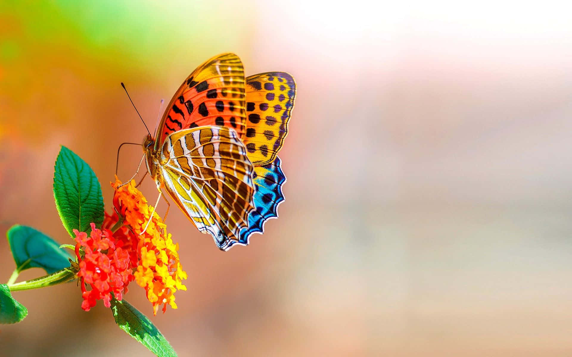 Caption: A Detailed Shot Of A White Butterfly Resting On A Flower Wallpaper