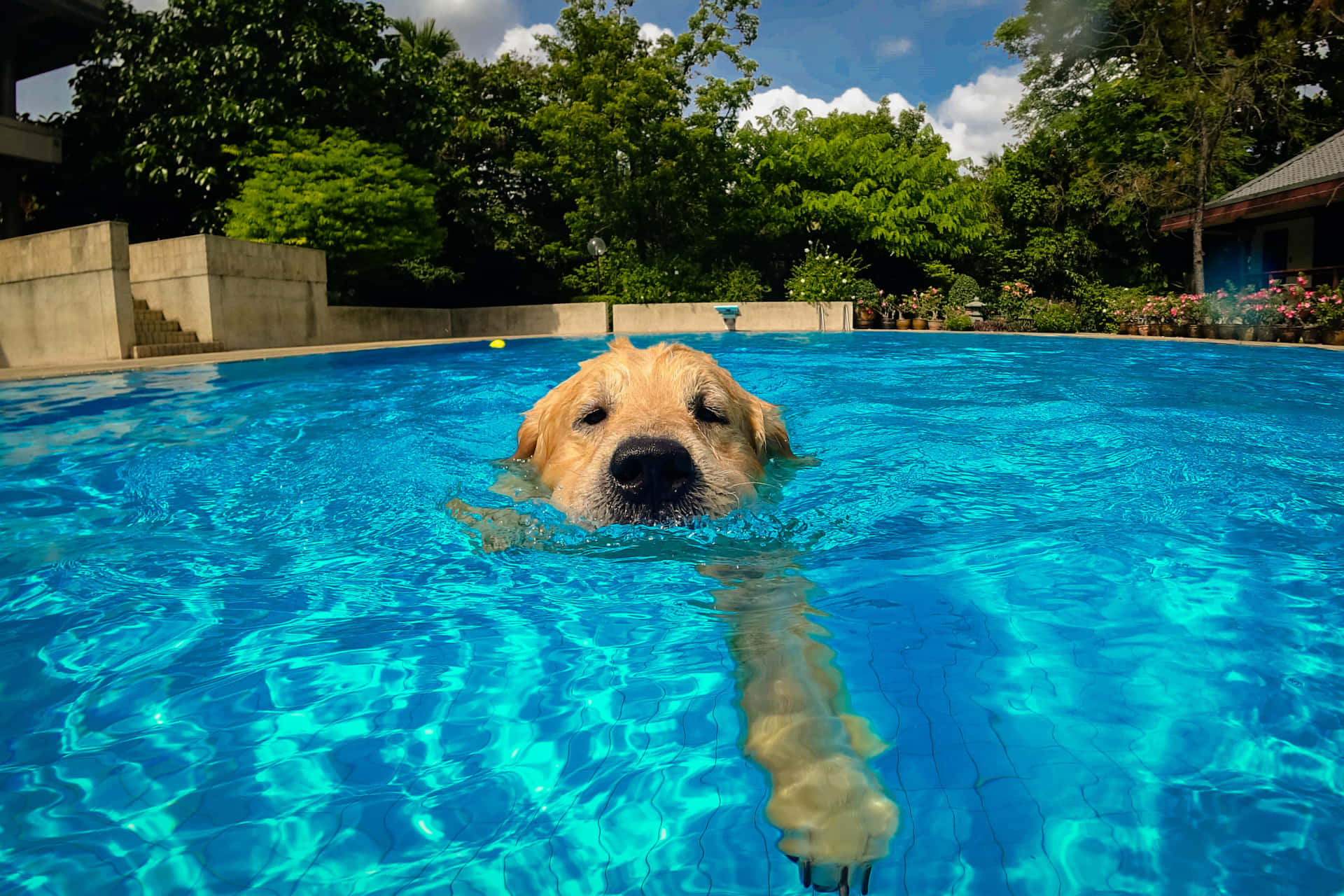 Caption: A Dog Joyfully Swimming In Clear Blue Waters Wallpaper