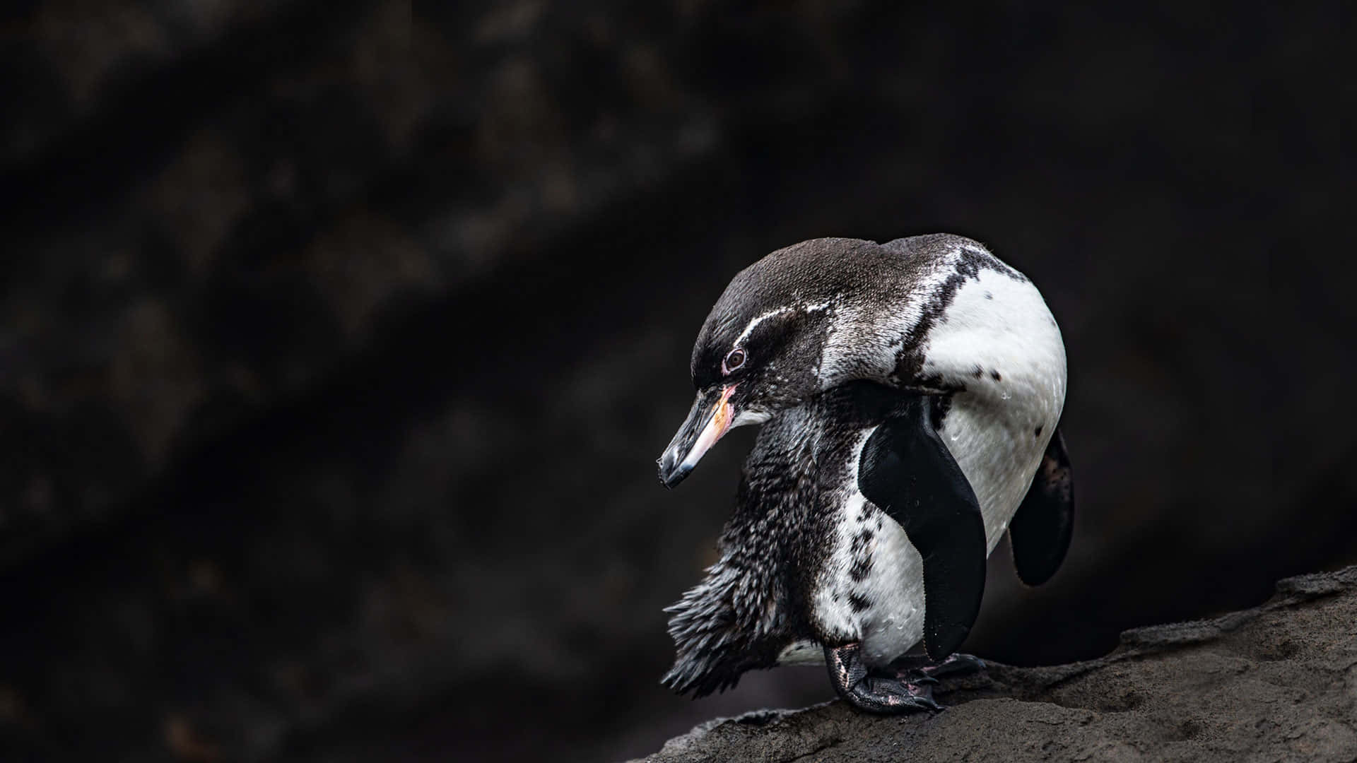 Caption: A Galapagos Penguin Enjoying Natural Solitude Wallpaper