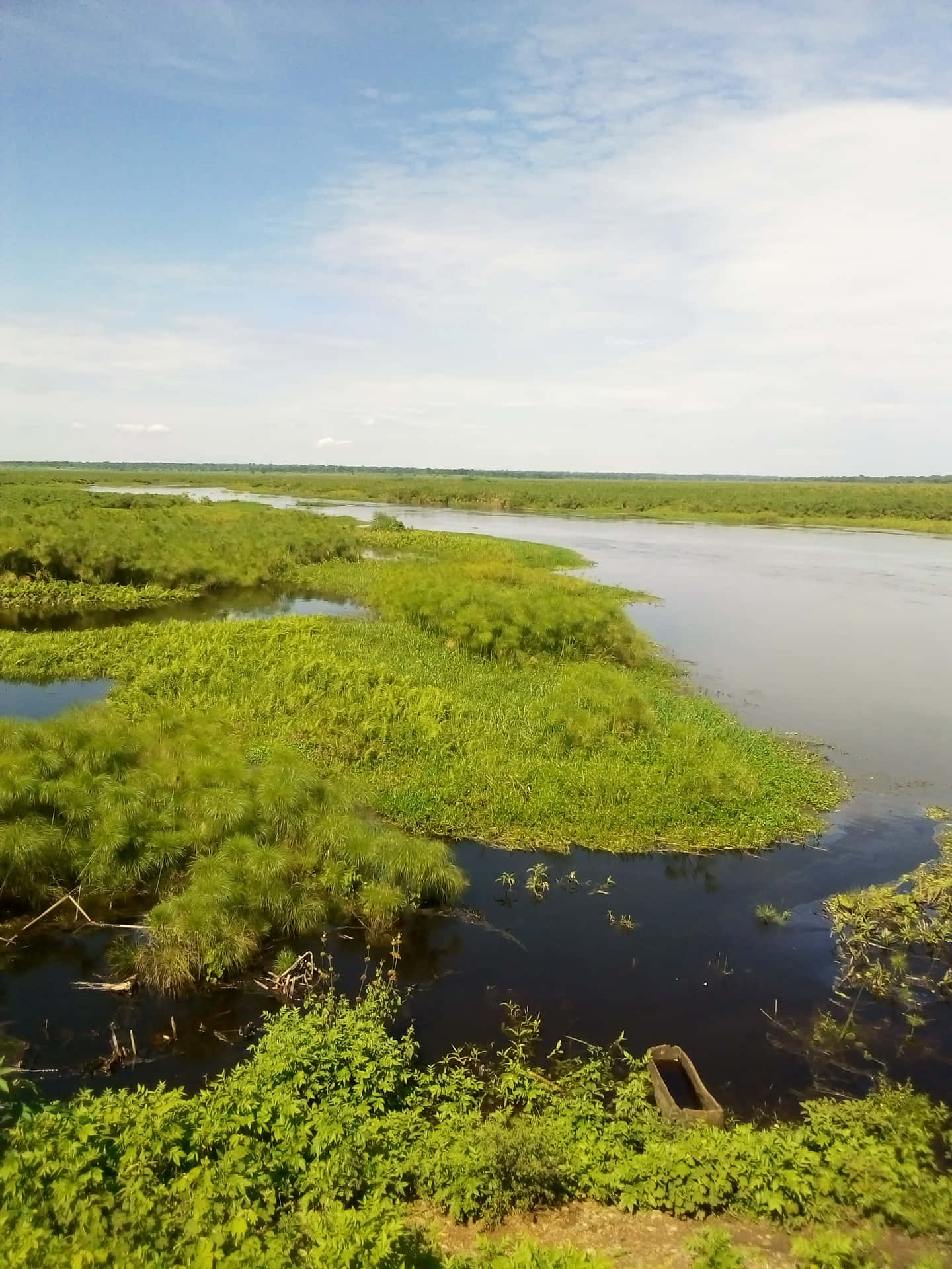 Caption: A Lush Peatland Flourishing With An Assortment Of Wetland Plants. Wallpaper