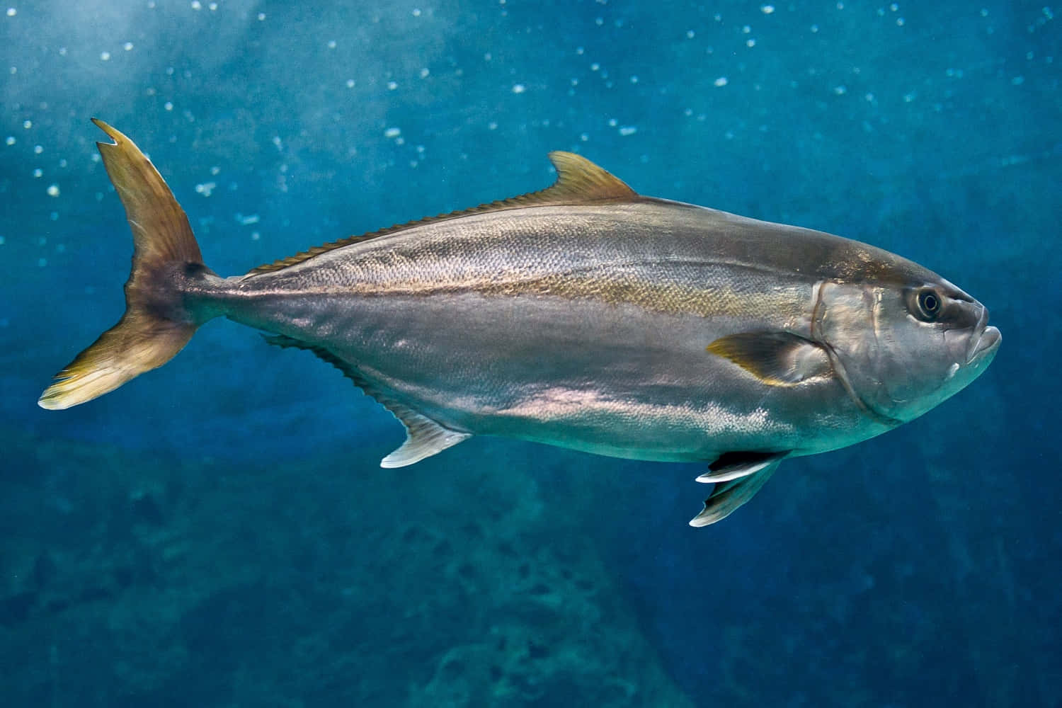 Caption: A Majestic Greater Amberjack Gliding Through The Crystal Clear Waters Wallpaper