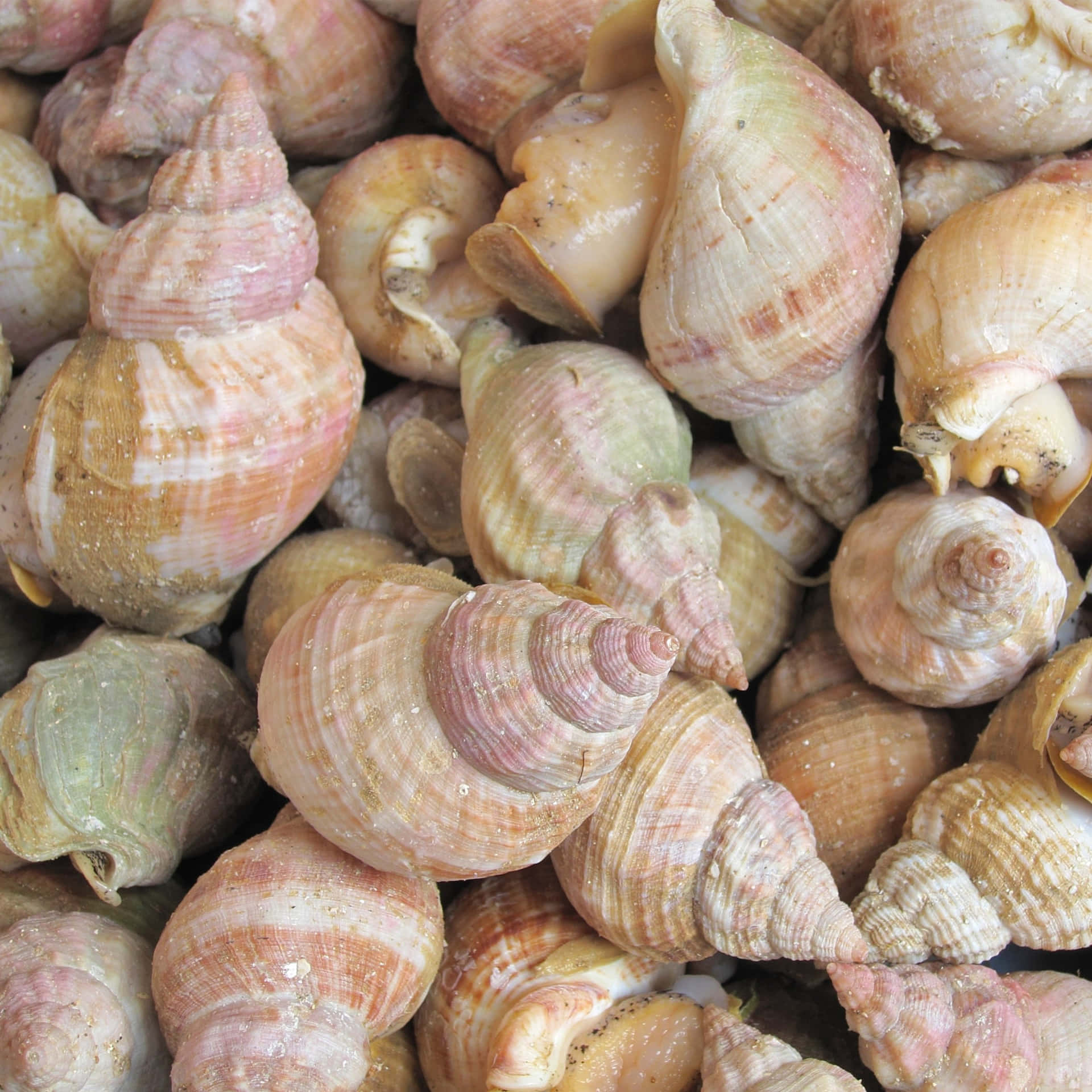 Caption: A Pristine Whelk Shell On A Sandy Beach Wallpaper