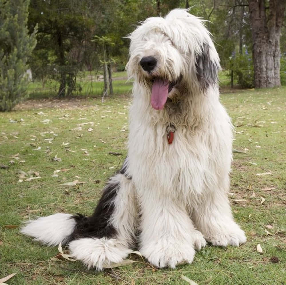 Caption: A Radiant Long-haired Dog Enjoying An Outdoor Adventure Wallpaper