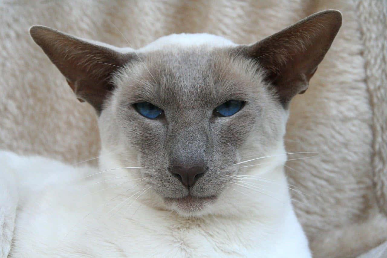 Caption: A Riveting Portrait Of A Thai Blue Cat Wallpaper